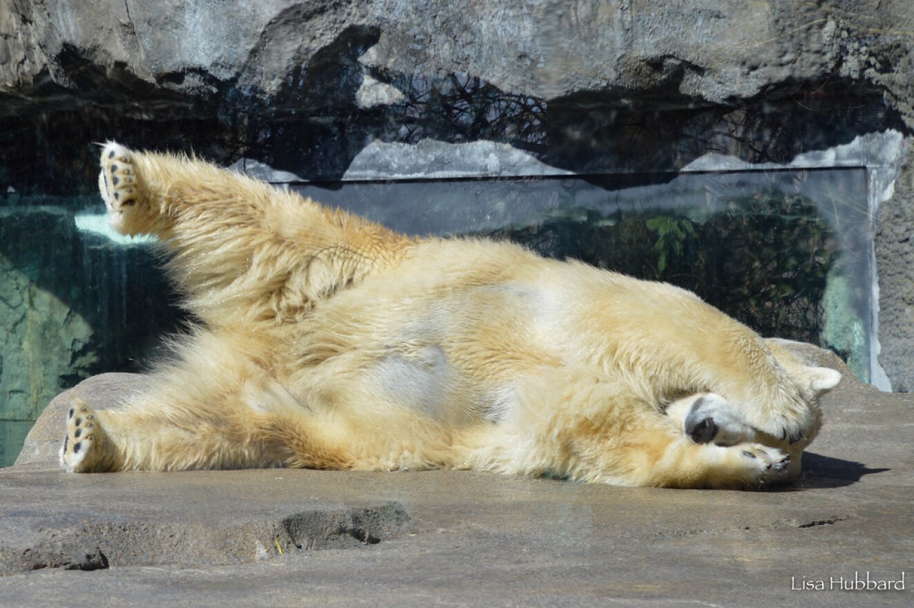 After three tries, Anana is being transferred to another zoo to mate with a new partner.